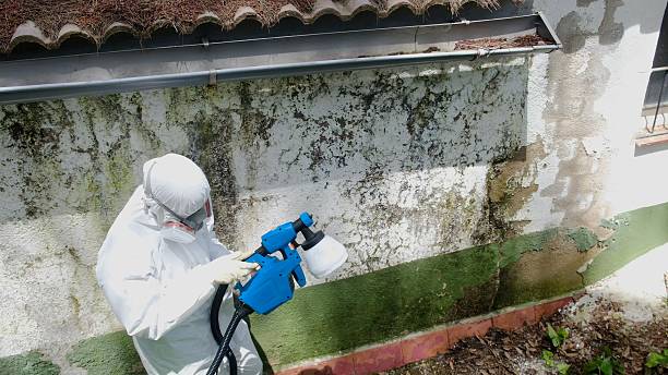 Trusted Basement Mold Remediation service in Marlton, NJ - Cheap Mold Removal